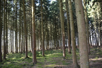 Moos auf dem Waldboden