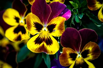 Foto op Canvas Colorful pansy flower © Sander
