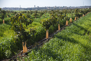 Avocado plantation © studiodr