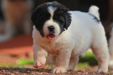 puppy landseer