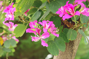 Bauhinia purpurea
