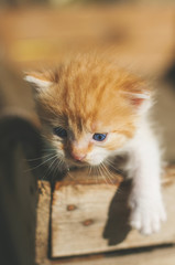 A little funny red kitten with a blue eyes in a wooden rustic box at outdoors at a sunny spring day
