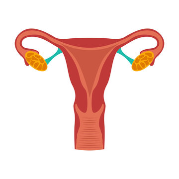 Uterus and ovaries icon