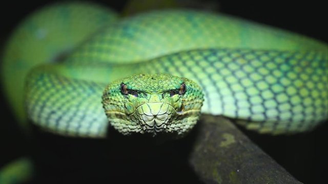 A venomous Wagler's Green Tree Pit Viper (Tropidolaemus wagleri) looks at camera and flicks tongue in Borneo jungle. AKA Temple Viper because of abundance around Temple of the Azure Cloud in Malaysia.
