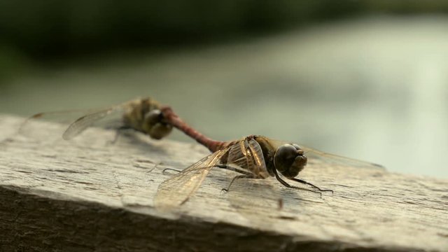 Dragonfly Reproduction in the national reserve