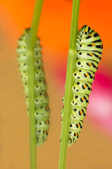 caterpillar