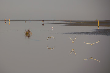 Wadden Sea. Sealife with seagulls and hikers at low tide