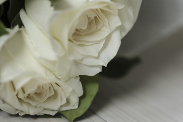 Blur focus of vintage white blossom roses