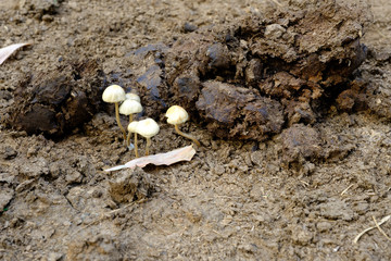 Magic mushroom on buffalo dung