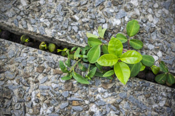 NEW LIFE IS BEGIN. New development and renewal as a business concept. Tittle tree on tile path.