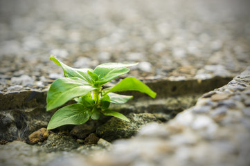 NEW LIFE IS BEGIN. New development and renewal as a business concept. Tittle tree on tile path.