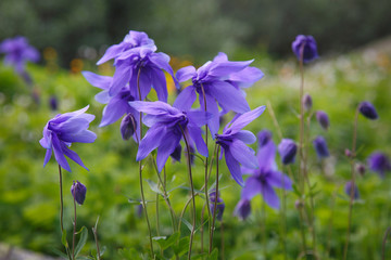 Flowers of mountain aquilegia of violet color.