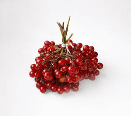 Bunch of red viburnum berries on white background, winter berry