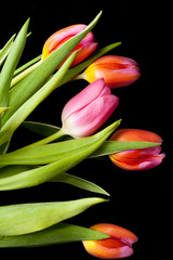 The composition of colorful tulips.
