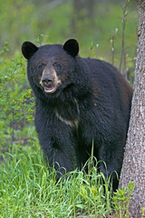 Naklejka premium Big Black Bear standing by spruce tree, watching,