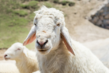 head shot of romney sheep portrait looking