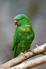Scaly-breasted lorikeet (Trichoglossus chlorolepidotus)