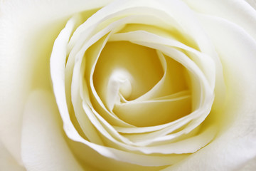Close up view of a beautiful white rose. Macro image of white rose