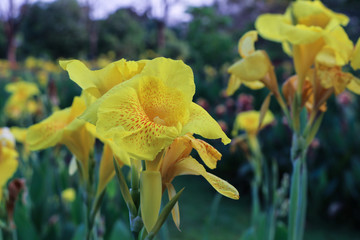 Fototapeta premium Yellow canna indica in a garden