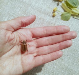Майский жук на руке на натуральном фоне