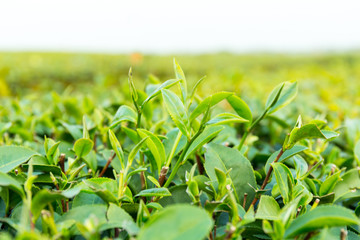 Close-up of tea leaves