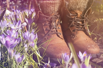 Krokusse auf einer Frühlingswiese - Frühlingshintergrund
