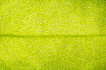 Naklejka na ściany i meble Background image of fresh green leaves.