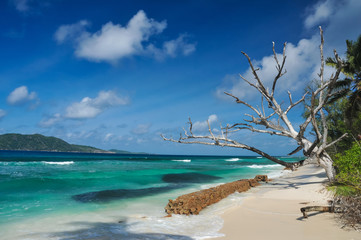 Dried tree on tropical coast