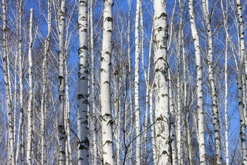 Obraz premium Trunks of birch trees against blue sky, birch forest in sunlight in spring, birch trees in bright sunshine