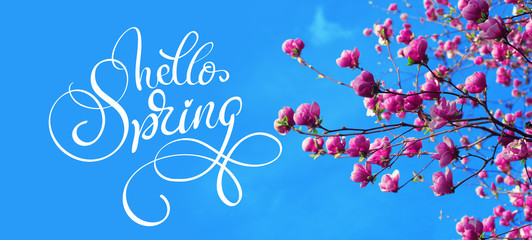 spring branch of magnolia pink flowers of apple and text Hello Spring. Calligraphy lettering