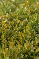 Green leafs in the park