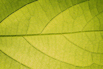 Fototapeta na wymiar Background image of fresh green leaves.
