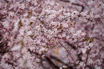 Fototapeta premium White sakura flower blossoming as natural background on blurred backdrop