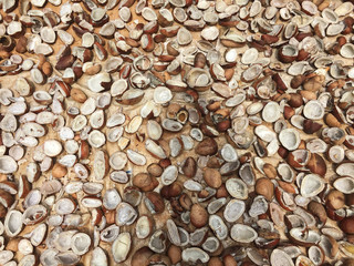 Drying peeled coconut halves