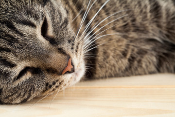 Portrait of a sleeping cat on a wooden floor with text space.