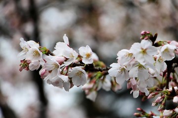 Wuhan University，cherry