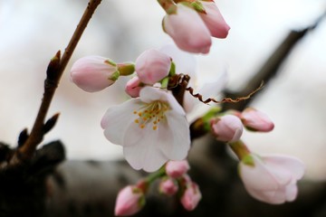Wuhan University，cherry