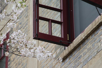 Wuhan University，cherry