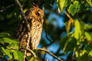 Long-eared owl
