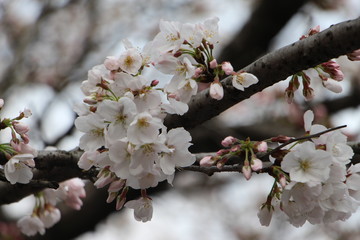 Wuhan University，cherry