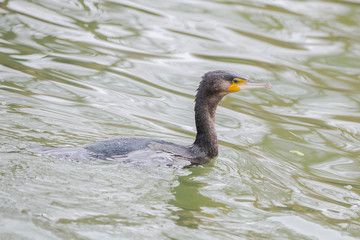 Great Cormorant, Phalacrocorax carbo, sea bird