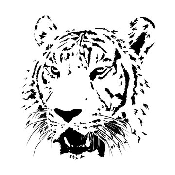 black and white bengal tiger, isolated animal face vector illustration, wildlife tattoo