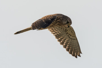 Common kestrel