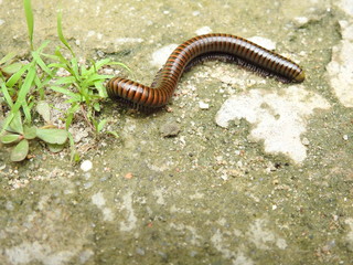 Embuá - Gongo - Gongolo - Piolho-de-cobra - Miriápodes - Diplópodes - lulus sabulosus cllindroiulus - Animalia - Arthropoda - Myriapoda - Diplopoda - Juliformia - Julidae