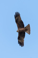 black kite