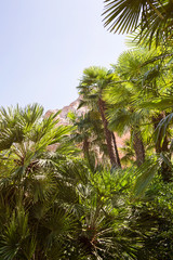 Fototapeta na wymiar Tropical background with palm trees. 