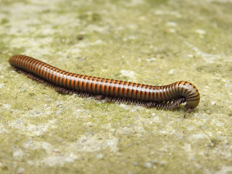 Embu&aacute; - Gongo - Gongolo - Piolho-de-cobra - Miri&aacute;podes - Dipl&oacute;podes - lulus sabulosus cllindroiulus - Animalia - Arthropoda - Myriapoda - Diplopoda - Juliformia - Julidae