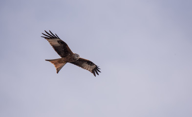 Fototapeta premium Rotmilan