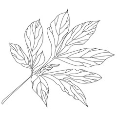 Black and white hand drawn graphical leaves twig. Vector.
