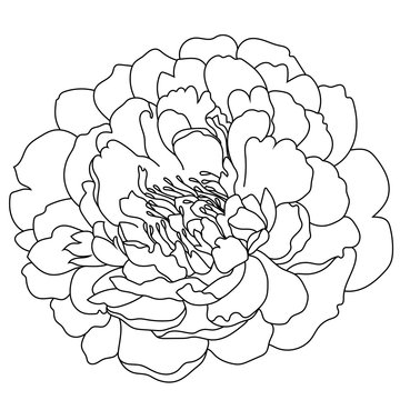 Graphical black and white peony bud, sketch, isolated on a white background. Vector.